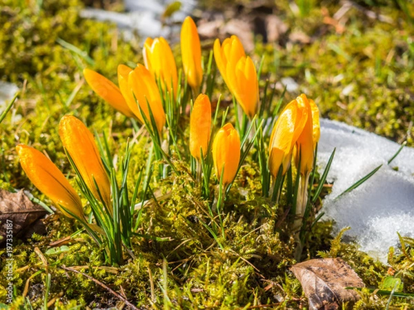 Obraz Orange Krokusse im Park