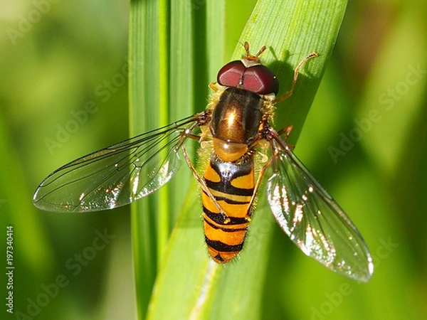 Obraz Marmalade Hoverfly (Episyrphus balteatus)