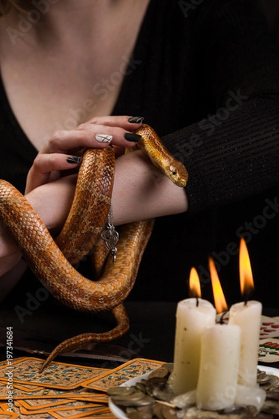 Obraz The snake curled in rings on the hand of the fortuneteller