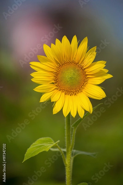 Obraz Sunflower field over cloudy blue sky and bright sun lights