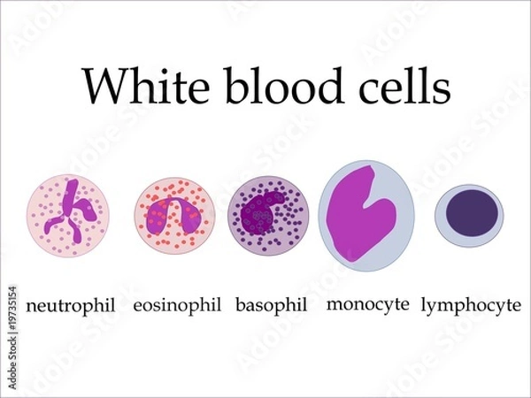 Obraz White blood cells