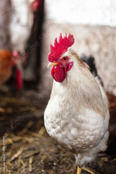 Fototapeta Chickens on the farm. Toned, style, color photo.
