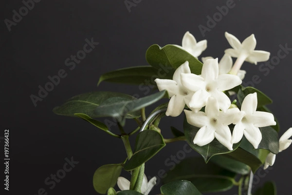 Obraz Jasmine flower plant with green leafs on black background