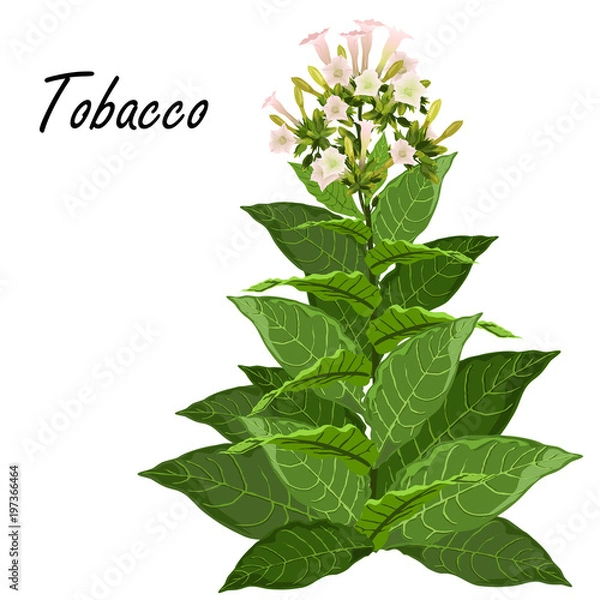 Obraz Tytoń (Nicotiana tabacum). Ręcznie rysowane realistyczne ilustracji wektorowych zielonej rośliny tytoniu z liści i kwiatów na białym tle.