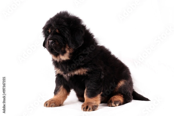 Obraz щенок тибетского мастифа, сидит