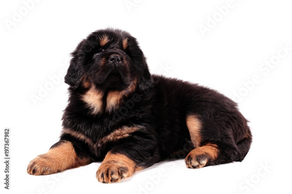 Obraz щенок тибетского мастифа, лежит