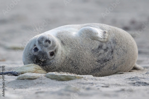 Obraz Kegelrobbe (Halichoerus grypus)