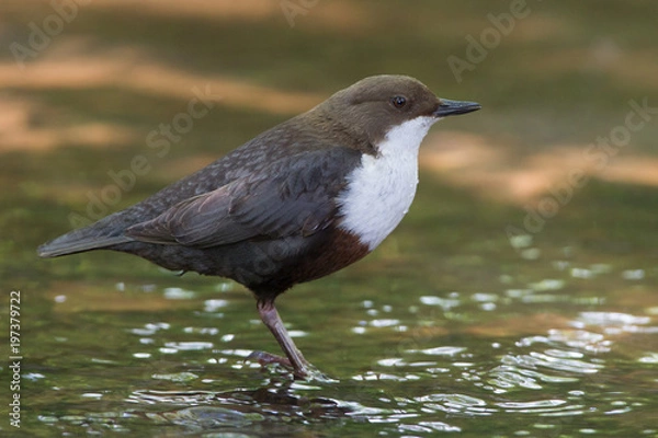 Obraz Wasseramsel (Cinclus cinclus)