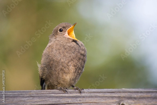 Obraz Junger Hausrotschwanz