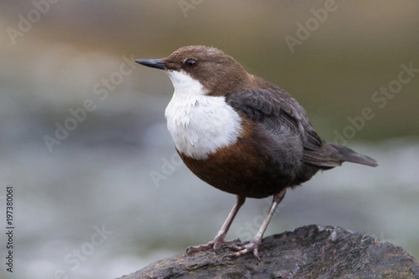Obraz Wasseramsel (Cinclus cinclus)