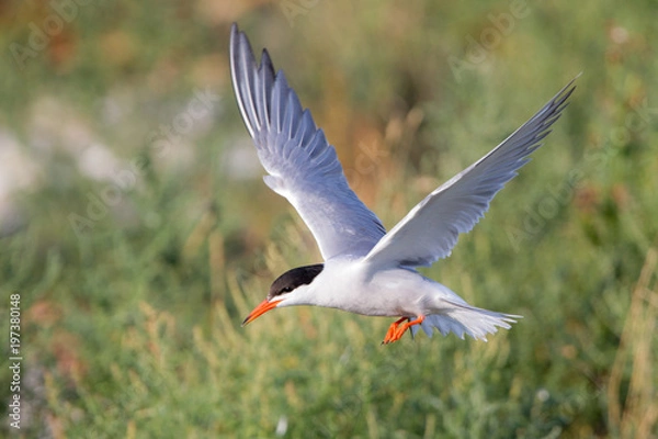 Obraz Küstenseeschwalbe (Sterna paradisaea)