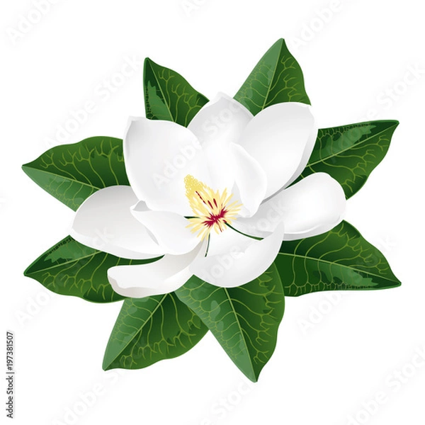 Obraz Kwiat magnolii. Realistyczne ilustracji wektorowych na białym tle.