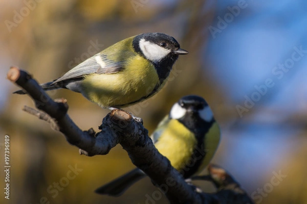 Obraz Sikory bogatki