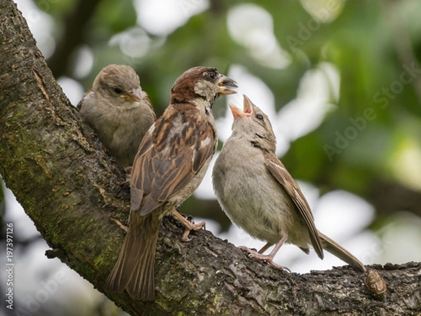 Obraz Wróble - karmienie