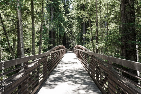 Obraz Walking Bridge in the Forrest