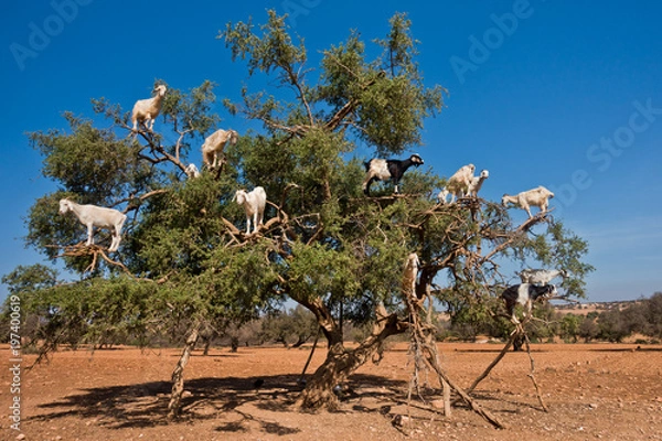 Fototapeta Heard of goats climbed on an argan tree on a way to Essaouira, Morocco, North Africa