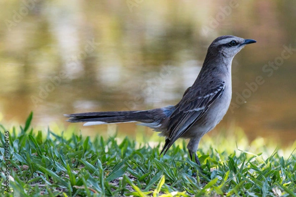 Obraz Blackbird looking for food