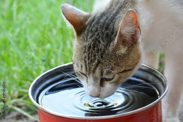 Fototapeta Cat drinking water