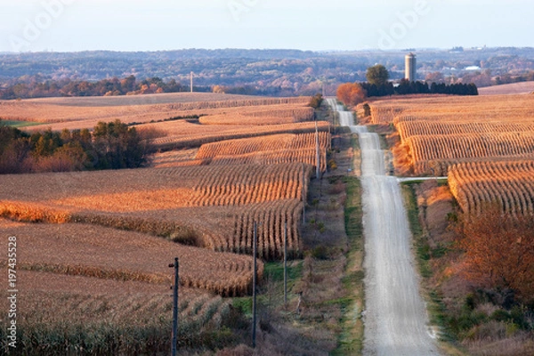 Fototapeta Rural landscape with corn fields, rolling hills, and a gravel road