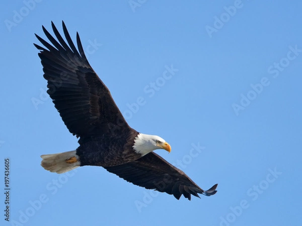 Obraz Bald eagle in flight (clipping path included)