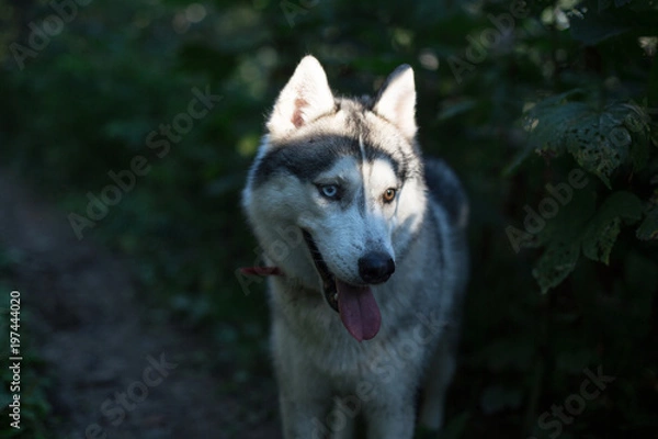 Fototapeta Portrait of Mysterious Gray Dog breed Siberian Husky with different eyes (blue and brown) walking in summer forest in the evening