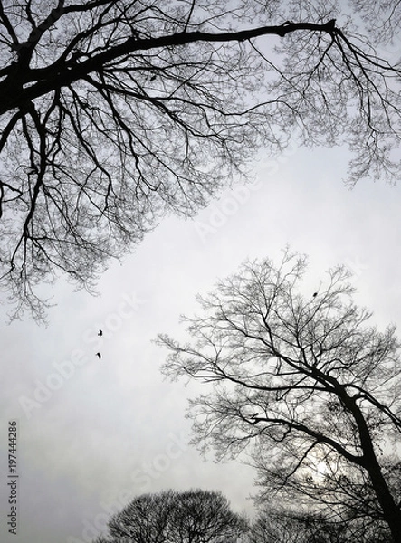 Obraz Stormy winter cloudy sky seen through leafless trees and two crows fly overhead.