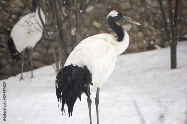Obraz Японский журавль Red-crowned crane