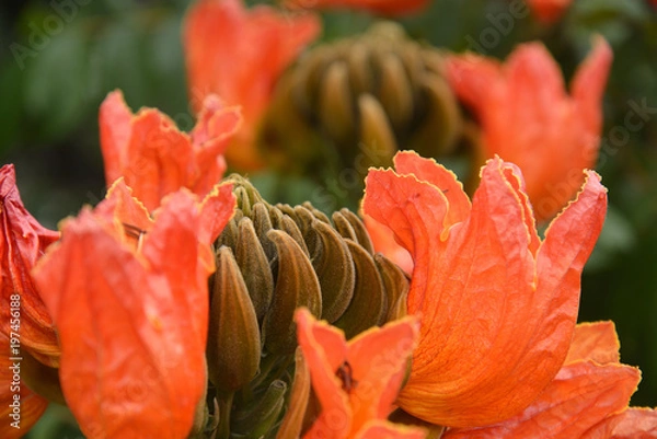 Fototapeta 火炎樹