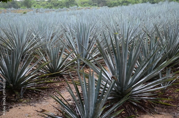 Obraz blue agave