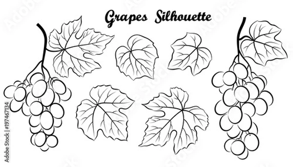 Fototapeta Set of Plant Pictograms, Grape Berries and Leaves, Black Contour on White Background. Vector