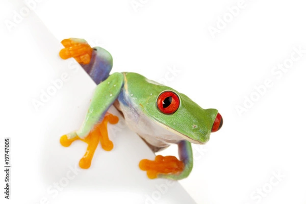 Obraz Page Frog