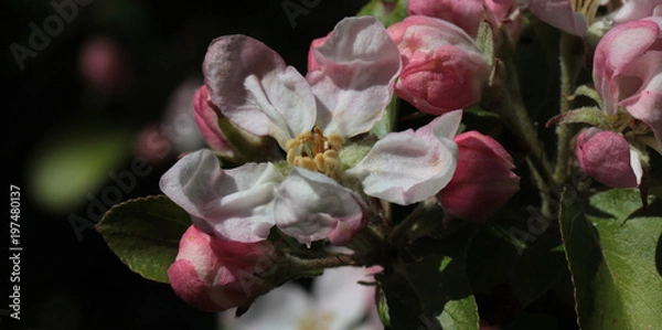 Obraz lovely apple blossoms
