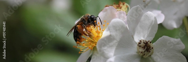 Obraz busy bee collecting pollen