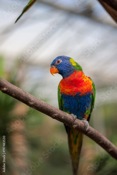 Obraz Colorful Bird