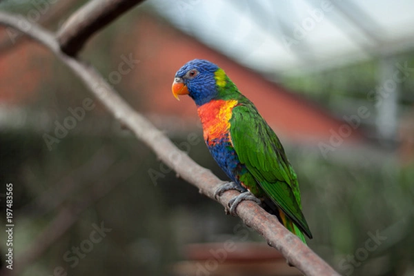 Fototapeta Bird Lori