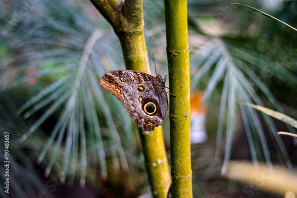 Obraz Butterfly on Branch