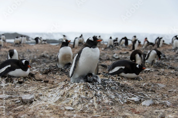 Fototapeta Gentoo penguin with chicks in nest