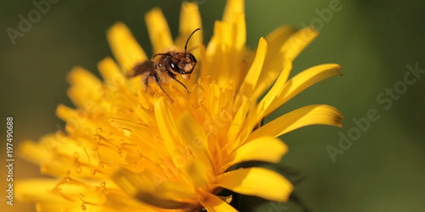 Obraz cute little bee