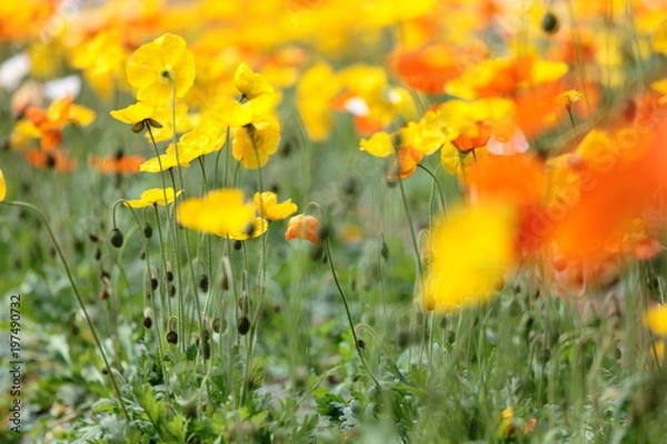 Fototapeta ポピー