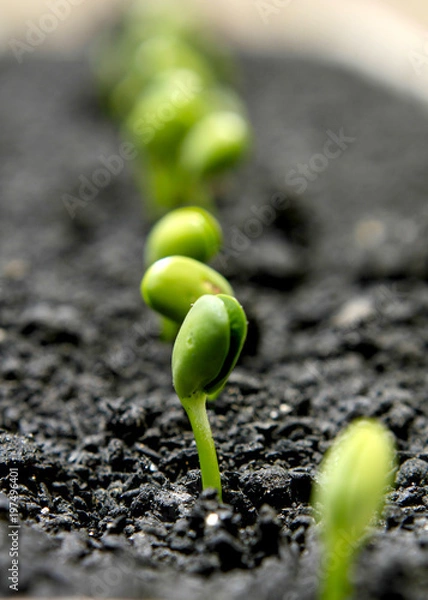 Obraz germinação de soja