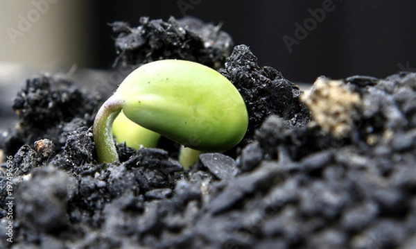 Obraz Germinação de Soja