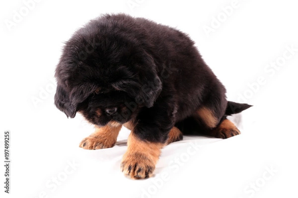 Obraz Щенок тибетского мастифа, грустит