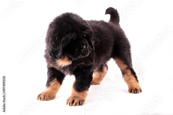 Obraz Щенок тибетского мастифа, стоит