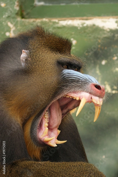 Obraz monkey mandrill