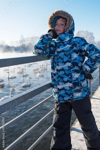 Obraz Boy at winter nonfreezing lake with white whooping swans. The place of wintering of swans, Altay, Siberia, Russia.