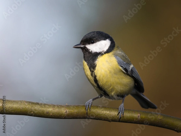 Obraz Sikora bogatka