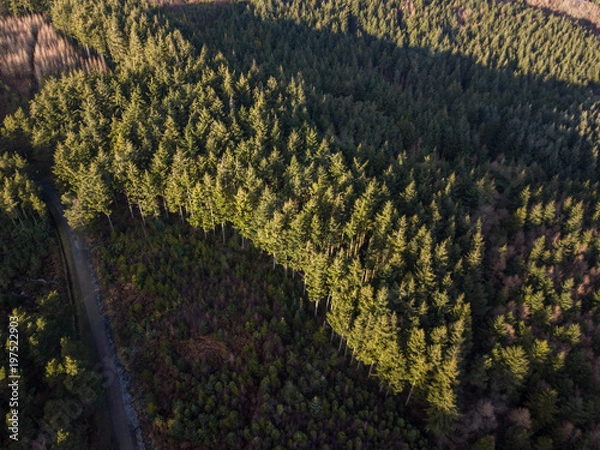 Fototapeta An aerial view of the trees at Haldon forest in Devon, United Kingdom