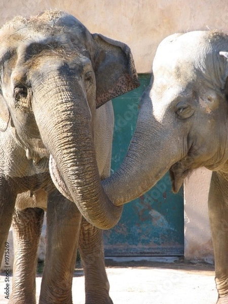 Obraz un couple d'éléphants