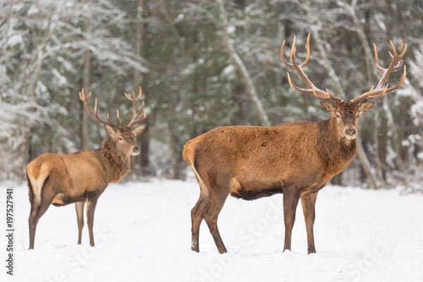 Fototapeta Winter wildlife landscape with noble deers Cervus Elaphus. Deer with large Horns with snow on the foreground and looking at camera. Natural habitat.