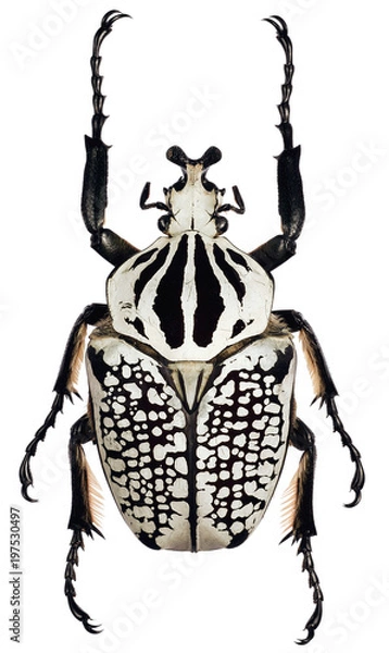Obraz black and white beetle (Goliathus orientalis)